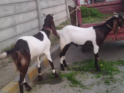 Goat Bakra