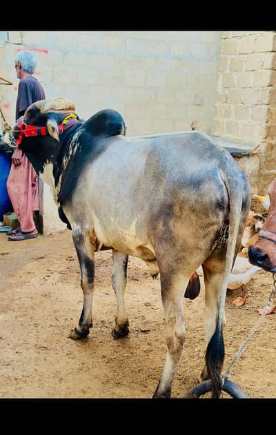 Ijtimai qurbani per share from 31500