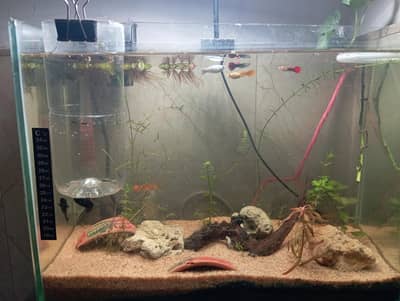 exotic guppies and Molly