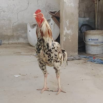 Breed : Aseel Mianwali