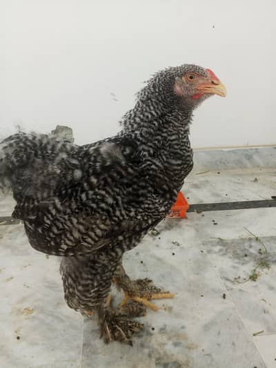 Fancy baramah pair for urgent sale!