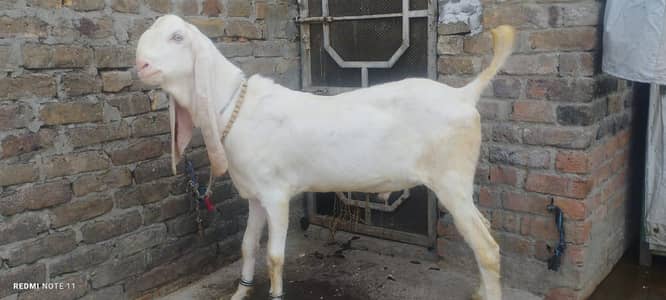 Rajanpuri breeder bakra