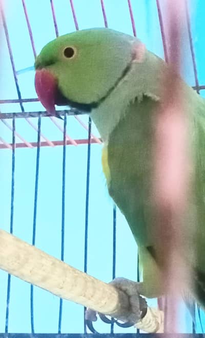 talking ring neck male