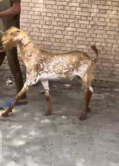 qurbani KY Liya Bakra for sale hy