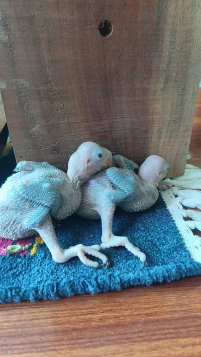 Raw parrort/Tota/parrots Price Kam Jo Jaya gi Read Add