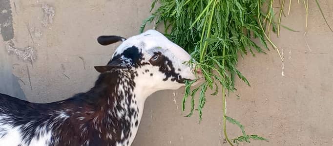 Qurbani Bakra / Gulabi Bakra / Qurbani ke Janwar