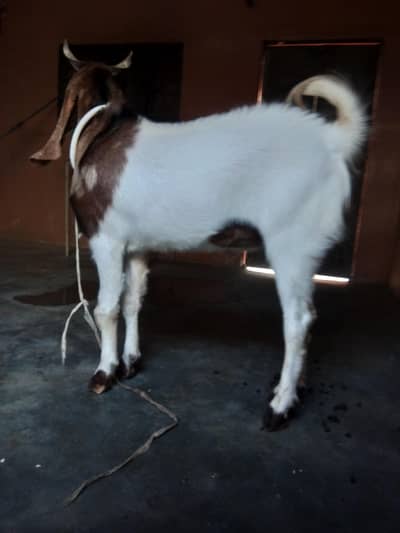 Bakra for sale