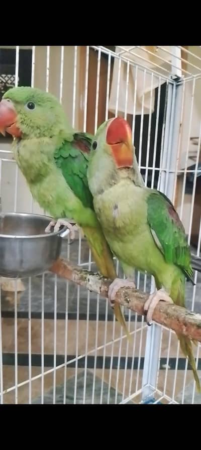 Raw Parrot