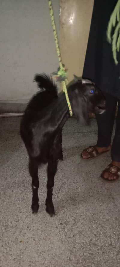 Bakra for Sale phone number 03036673181