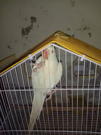 white parrot