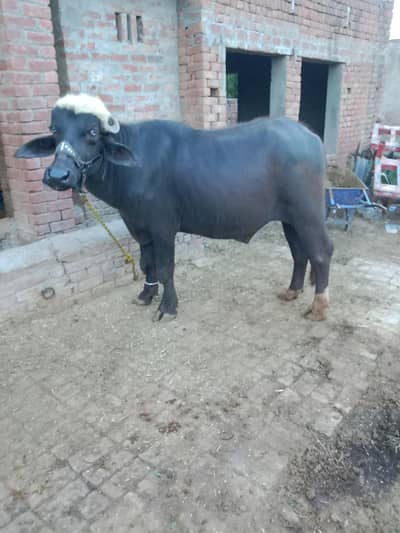 khubsurat johta ghr ka Pala howa
