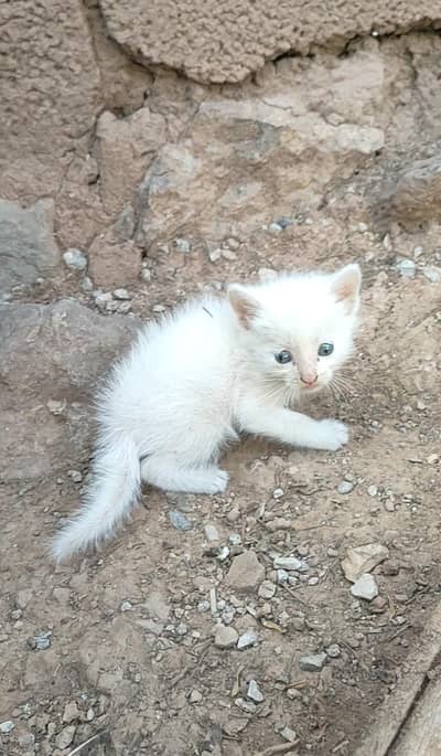 Persian kittens