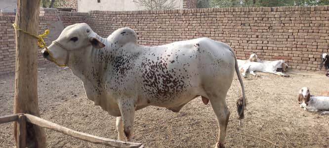 Ox Animal