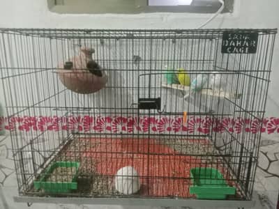 four parrots with cage