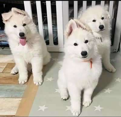 Top Quality snow white German shepherd puppies