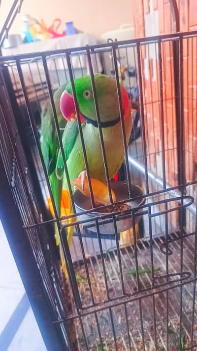 Raw Parrot