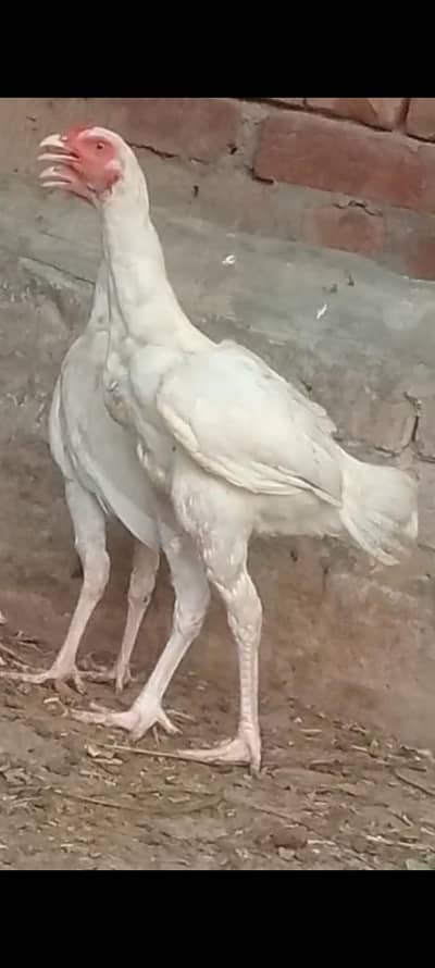 Heera pair