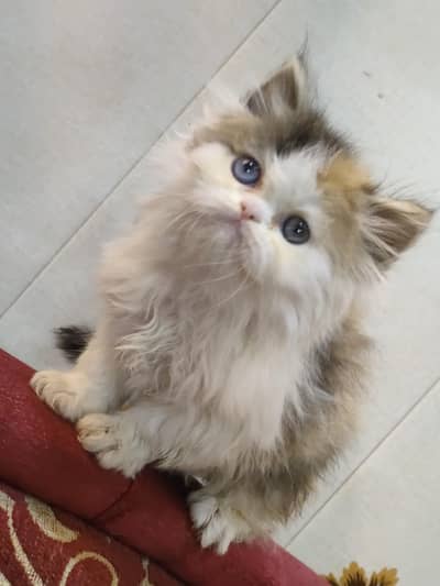 Beautiful odd eyes kittens and her Mother for sale