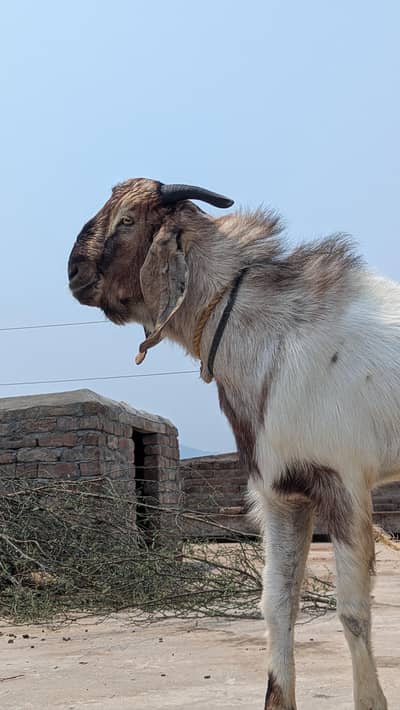 Qurbani Bakra 2 dant for sale desi and 0% smell and neat and clean