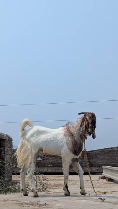 Qurbani Bakra 2 dant for sale desi and 0% smell and neat and clean