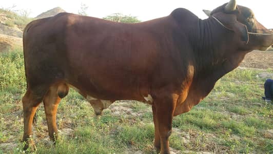 Qurbani ka Lia janwar