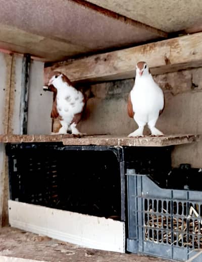 Red breeder sharazi pair with check.