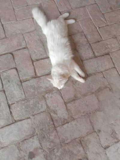 Persian long hair female cat for sale
