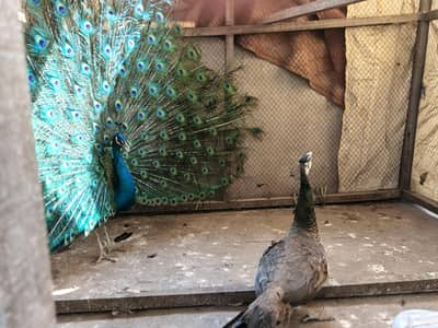 peacock
