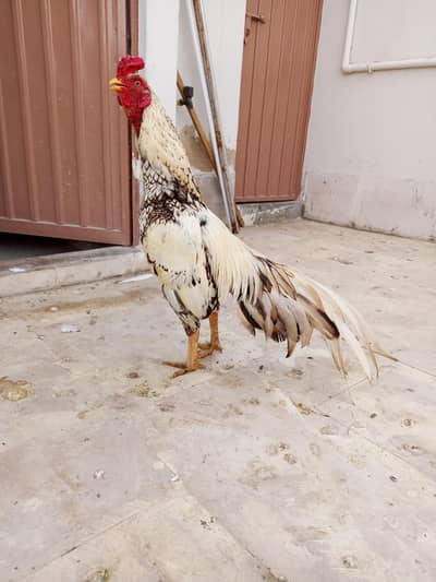 Aseel Miawali Shajra Murga For Sale.