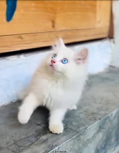 Quality Persian Punch   kitten WhatsAp. 03227335071