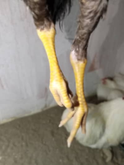 parrot beak cross urgent sale