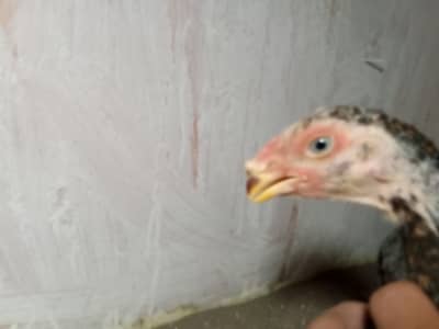 parrot beak cross urgent sale