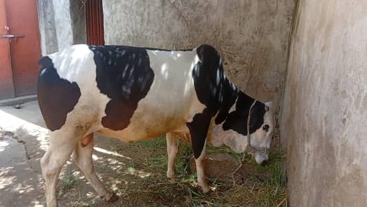 2For Eid Qurbani Cow bull availabile for sale in reasonable price.