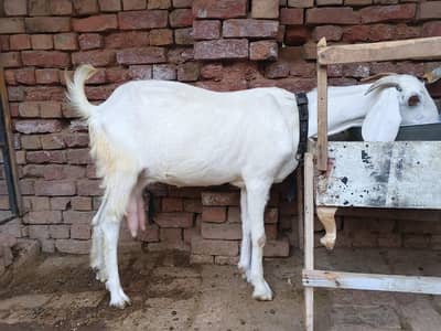 Bakri