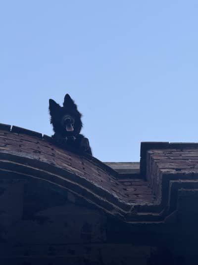 GERMAN SHEPHERD LONG COAT