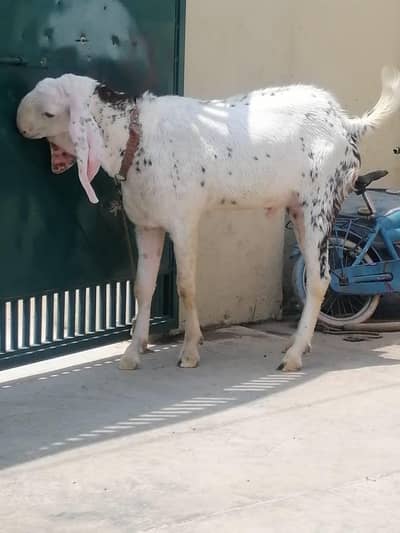 Beautiful healthy Bakra for Qurbani 2026,03032930326