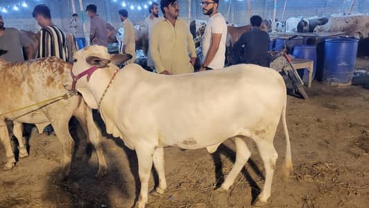 Healthy and beautiful cow for sale.