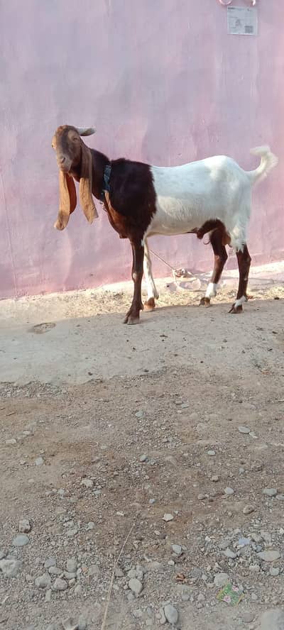 Desi bakrey
