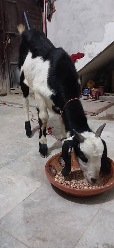 bakra