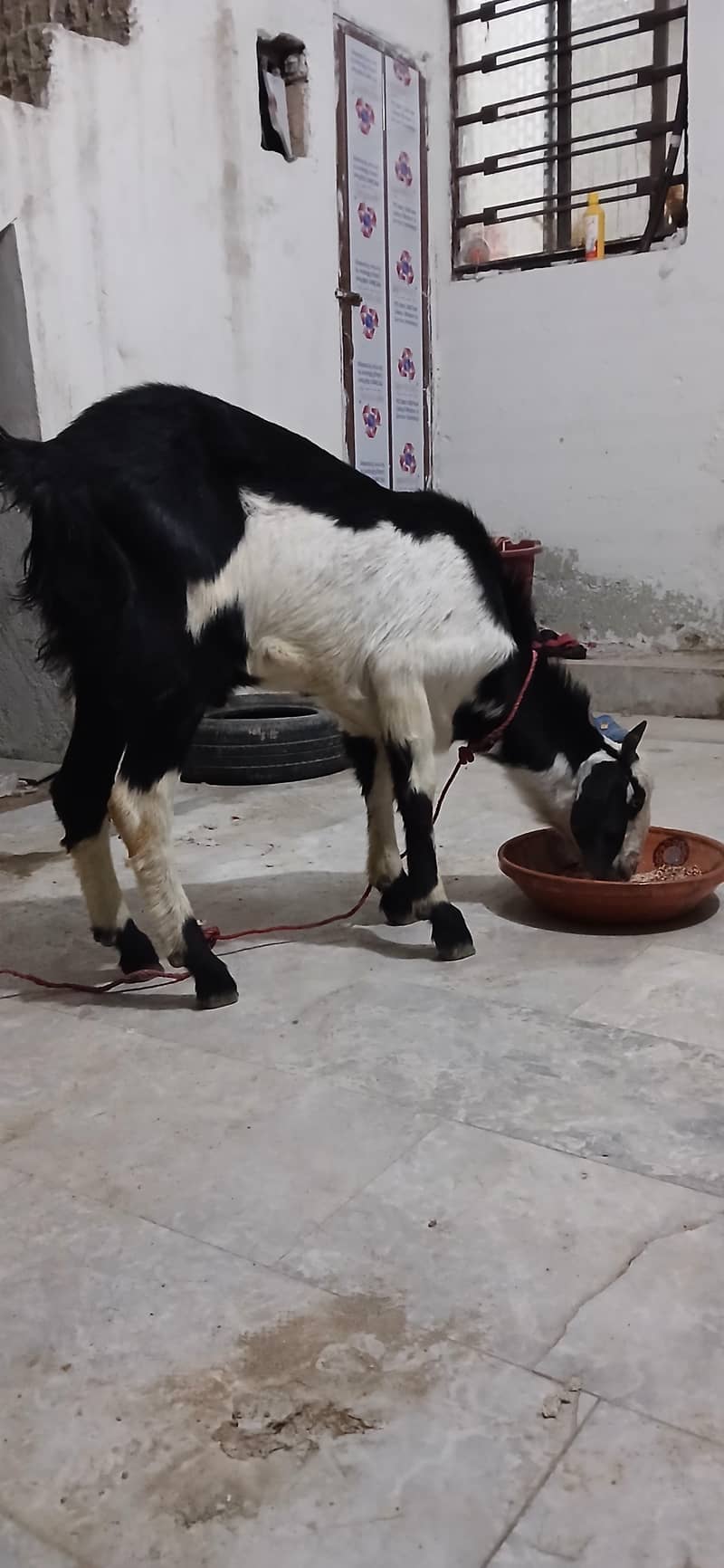 bakra 1