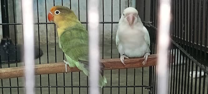 Love Birds Breeder pair (1)Ficsher Male (2)Albino Red Eyes Female
