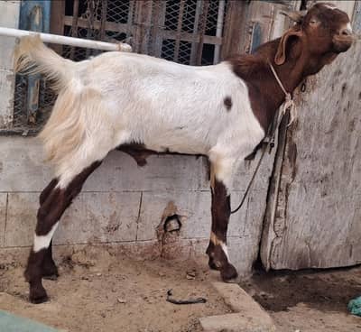 sell karna hai