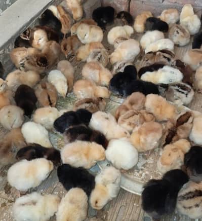 Desi golden misri chicks