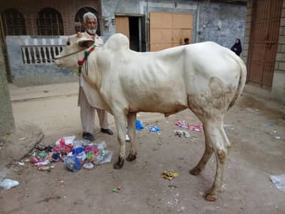 Fata jangi wacha