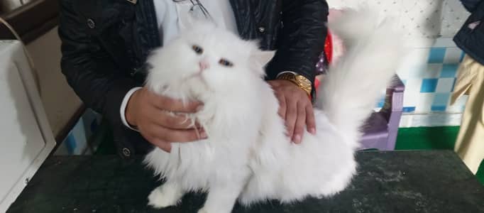 Triples Coated Persian Cats ( Males ) Whatsapp (031239710000)