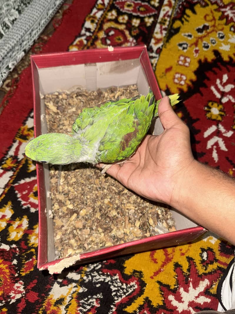 Raw chick 1