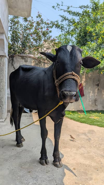 Black bull for sale qurbani 2026 | Wacha for sale contact 03062505564