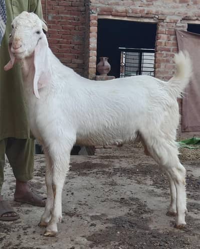 male goats available for eid 2026