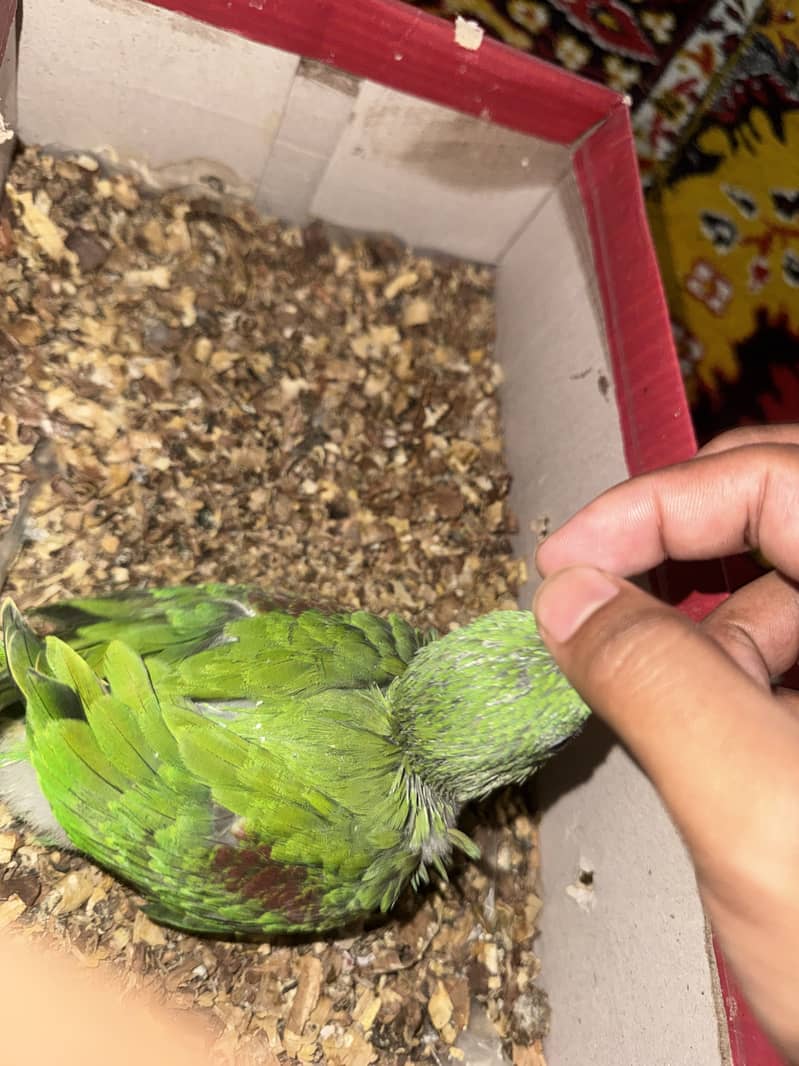 Raw chick 2