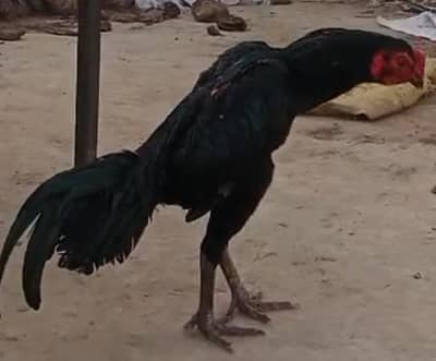 Black Thai cross and yellow pure Pakistani